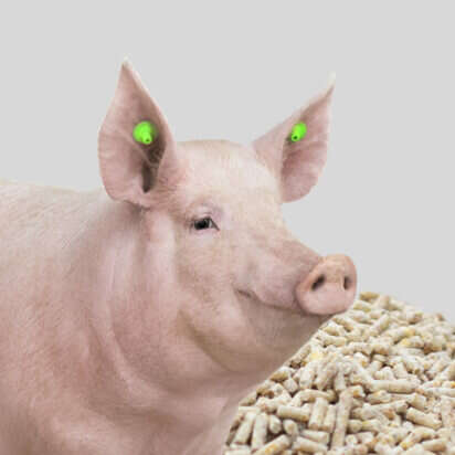 ergaenzungsfuttermittel schwein bubblenavibanner